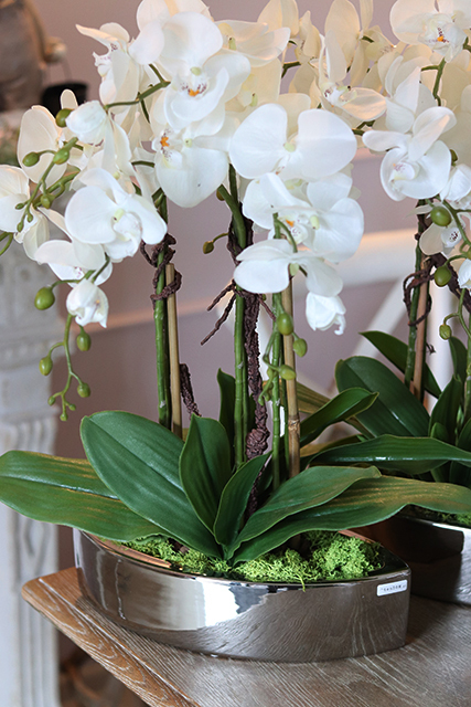 ekskluzywny storczyk Manfredo w lustrzanej donicy, wys.50cm