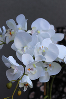 Perona, storczyk w srebrnej donicy wys.64cm