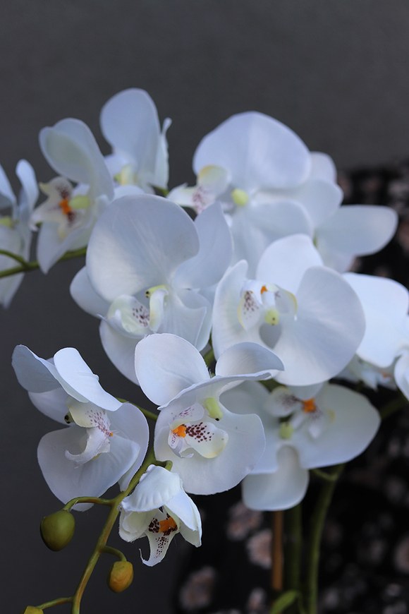 Perona, storczyk w srebrnej donicy wys.64cm