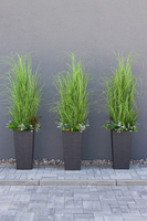 Anna Modern Grey, kompozycja z traw w dłutowanej donicy, wys.160cm 