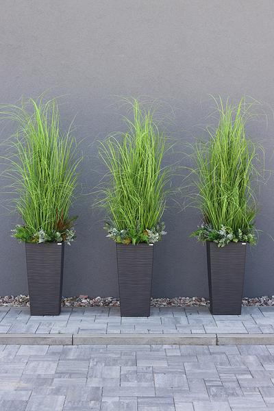 Anna Modern Grey, kompozycja z traw w dłutowanej donicy, wys.160cm 