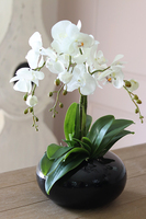 storczyk Black Japan Small w czarnej donicy, wys.55cm 