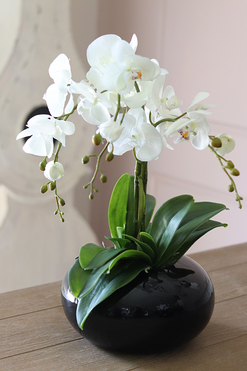 storczyk Black Japan Small w czarnej donicy, wys.55cm 