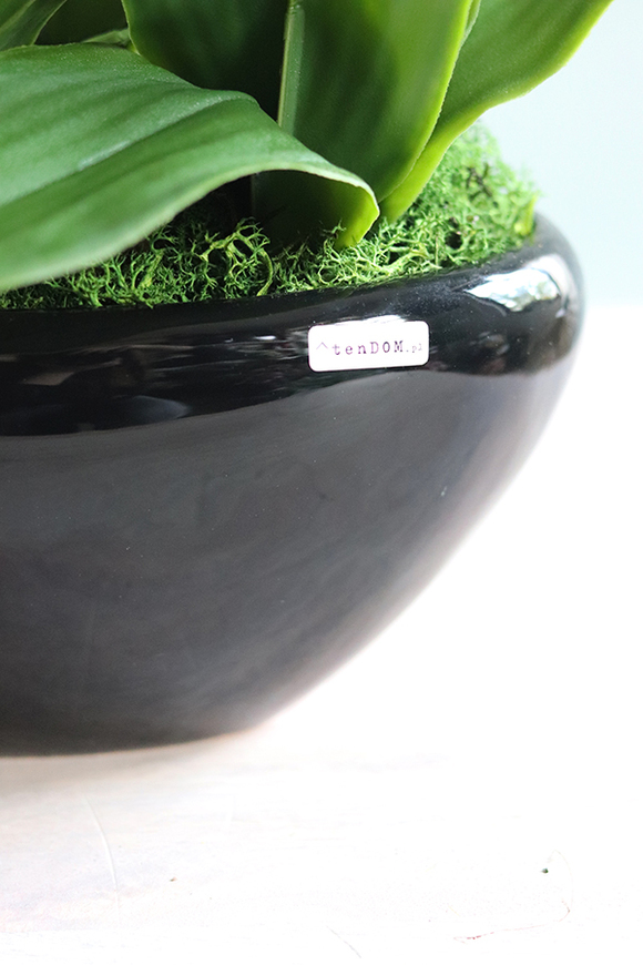 Black Sersa, elegancki storczyk w czarnej donicy, wys.61cm 