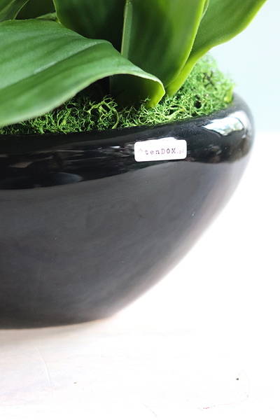 Black Sersa, elegancki storczyk w czarnej donicy, wys.61cm 