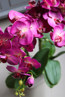 Eugenia, storczyk Glamour w kolorze fuksji, wys.51cm