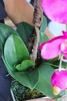 piękny storczyk Lamana w kolorze fuksji wys.59cm