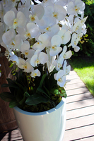 ogromny storczyk Design White Grande w donicy, wys.155cm