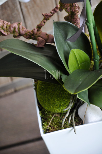 bardzo duży storczyk Emilie Grande w minimalistycznej donicy, wys.100cm