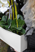 obfity storczyk Julia w minimalistycznej donicy, wys.67cm