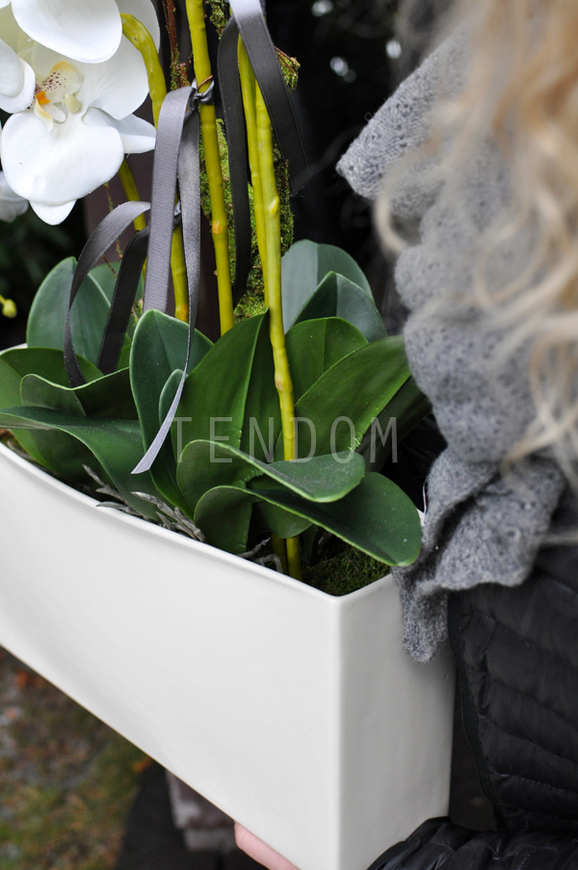 obfity storczyk Julia w minimalistycznej donicy, wys.67cm