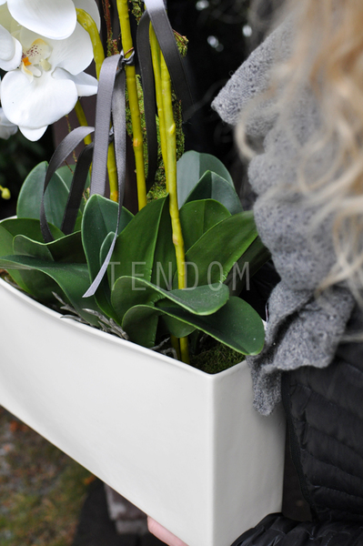 obfity storczyk Julia w minimalistycznej donicy, wys.67cm