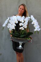 bardzo duży storczyk w eleganckim pucharze Alladino 2, wys.68cm