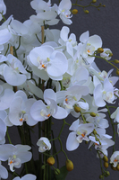 ekskluzywny storczyk w wysokim pucharze, Exclusive Villa, wys.152cm