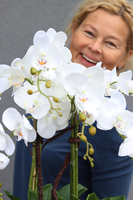 ekskluzywny storczyk Manfredo w lustrzanej donicy, wys.50cm