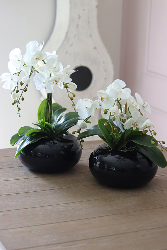 storczyk Black Japan Small w czarnej donicy, wys.55cm 