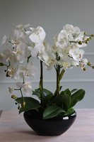 Black Sersa, elegancki storczyk w czarnej donicy, wys.61cm 