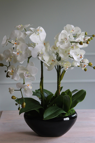 Black Sersa, elegancki storczyk w czarnej donicy, wys.61cm 