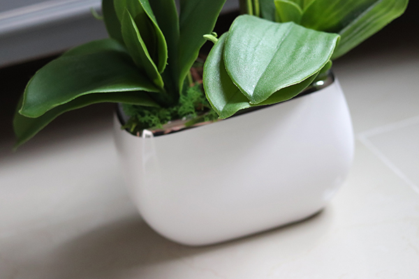 Eugenia, storczyk Glamour w kolorze fuksji, wys.51cm