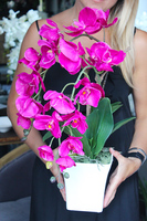 piękny storczyk Lamana w kolorze fuksji wys.59cm