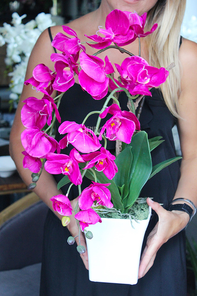 piękny storczyk Lamana w kolorze fuksji wys.59cm
