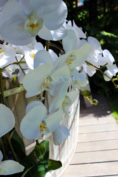 ogromny storczyk Design White Grande w donicy, wys.155cm