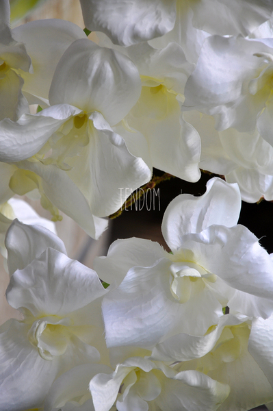 bardzo duży storczyk Emilie Grande w minimalistycznej donicy, wys.100cm