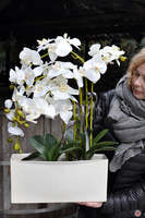 obfity storczyk Julia w minimalistycznej donicy, wys.67cm