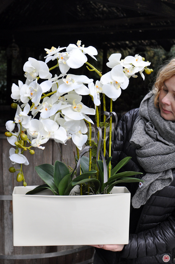 obfity storczyk Julia w minimalistycznej donicy, wys.67cm