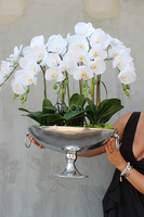 bardzo duży storczyk w eleganckim pucharze Alladino 2, wys.68cm