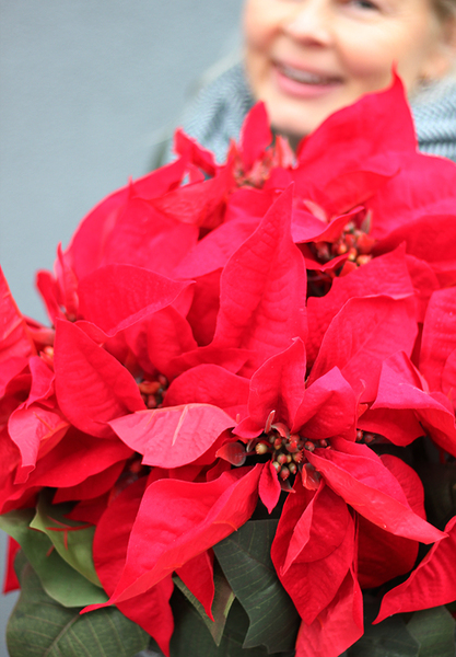 Gwiazda Betlejemska I, wysokiej jakości sztuczna roślina, wym.35x50cm