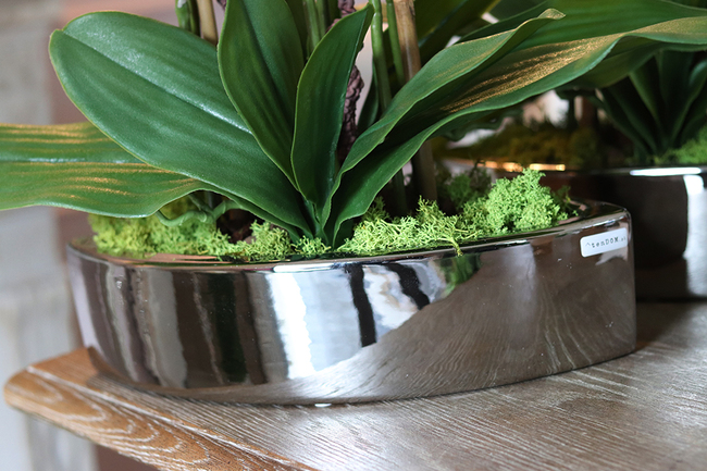 ekskluzywny storczyk Manfredo w lustrzanej donicy, wys.50cm