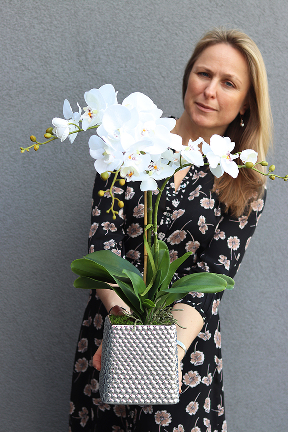 Perona, storczyk w srebrnej donicy wys.64cm