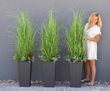 Anna Modern Grey, kompozycja z traw w dłutowanej donicy, wys.160cm 