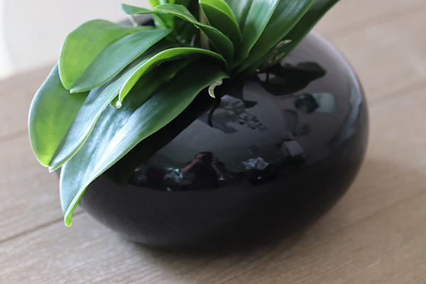 storczyk Black Japan Small w czarnej donicy, wys.55cm