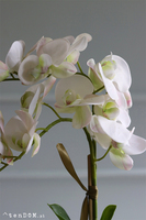 Mediolan Mini Cappucino, biały storczyk w plastikowej donicy, wys.46cm 