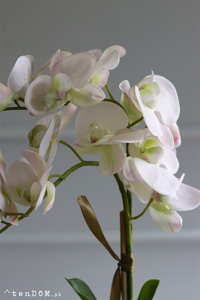 Mediolan Mini Cappucino, biały storczyk w plastikowej donicy, wys.46cm 