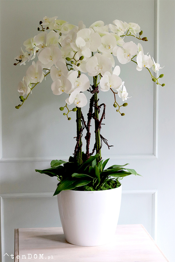 duży storczyk Mediolan Round 4 w białej donicy, wys.98cm