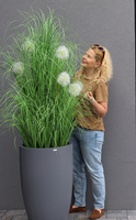 Dandelion Fiberglass Grey, trawa w szarej donicy z dmuchawcami, wys.190cm
