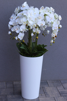 Mediolan Dilena, biały storczyk w wysokiej donicy, wys.115cm