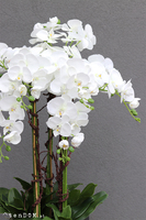 Nevis Antracyt Grande 2 storczyk w nowoczesnej donicy, wys.155cm