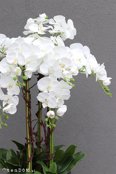 Nevis Antracyt Grande 2 storczyk w nowoczesnej donicy, wys.155cm