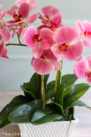 Nemito Temilana, różowy storczyk w podłużnej donicy, wys.53cm 