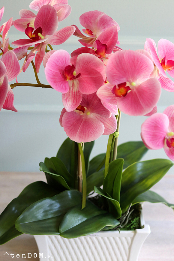 Nemito Temilana, różowy storczyk w podłużnej donicy, wys.53cm 