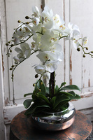 Glass Pompadour Silver, efektowny storczyk w srebrnej misie, wys.58cm