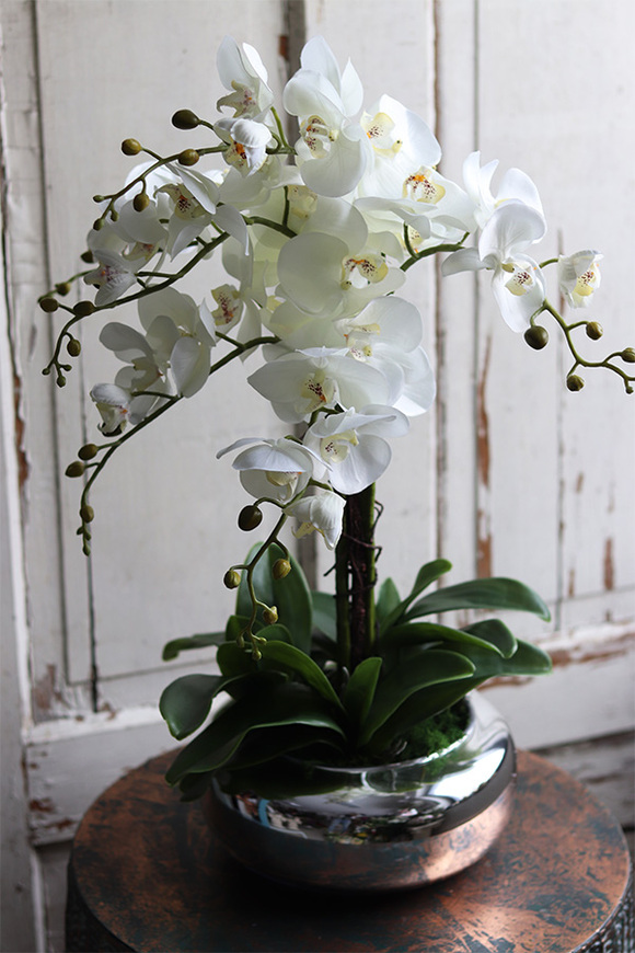 Glass Pompadour Silver, efektowny storczyk w srebrnej misie, wys.58cm