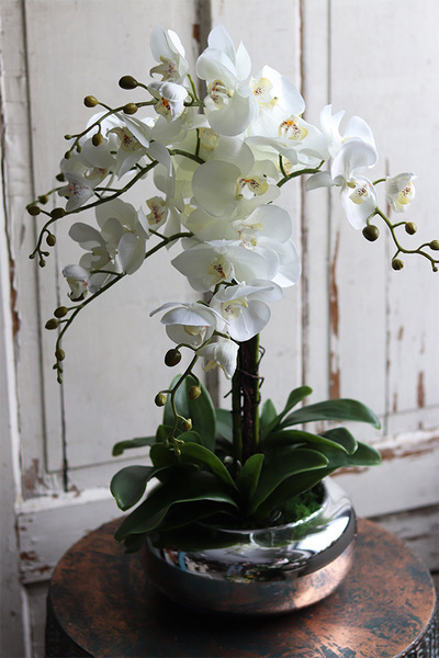 Glass Pompadour Silver, efektowny storczyk w srebrnej misie, wys.58cm