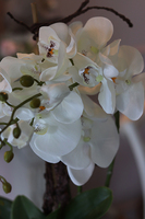 storczyk Mallona w stylowej donicy, wys.60cm