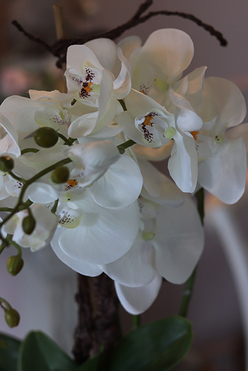 storczyk Mallona w stylowej donicy, wys.60cm