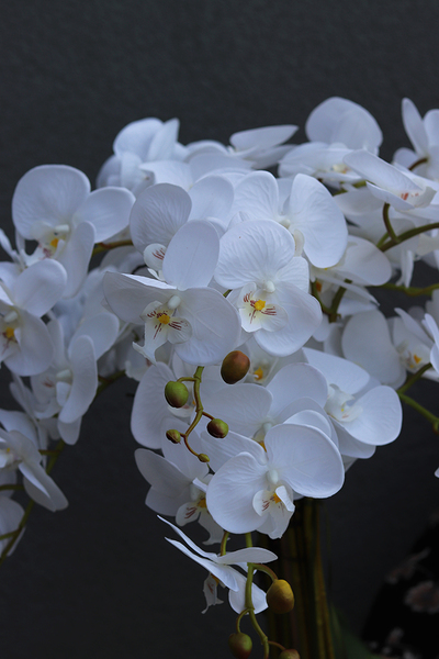 storczyk Black Japan Shiro w czarnej donicy, wys.72cm